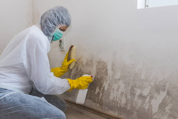 Best White Mold Remediation in South Fulton, GA