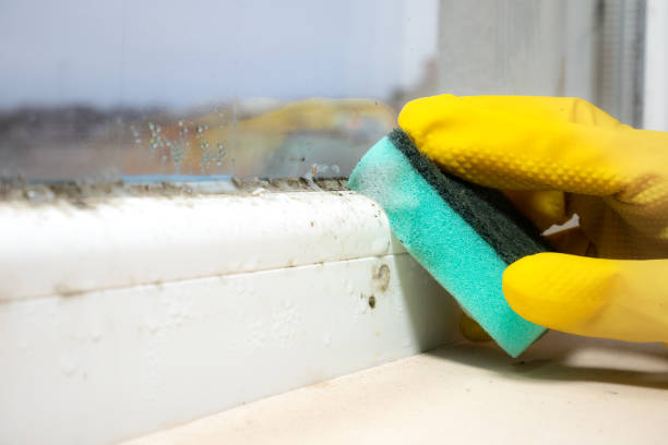 Best Post-Flood Mold Remediation in South Fulton, GA